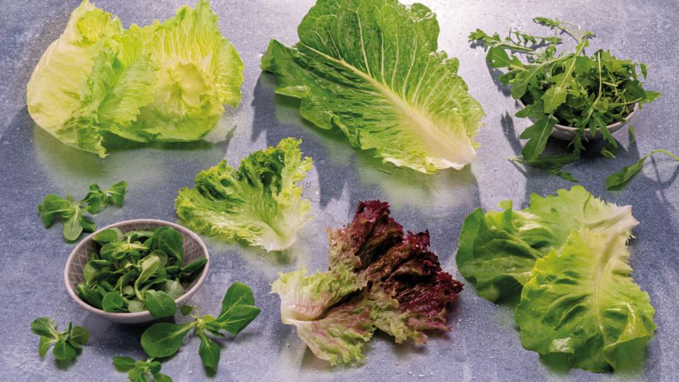 Nejznámější druhy salátů