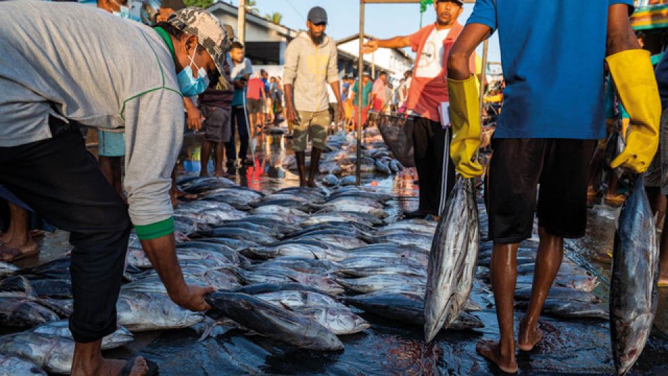 Jak vypadá rybí trh na Srí Lance