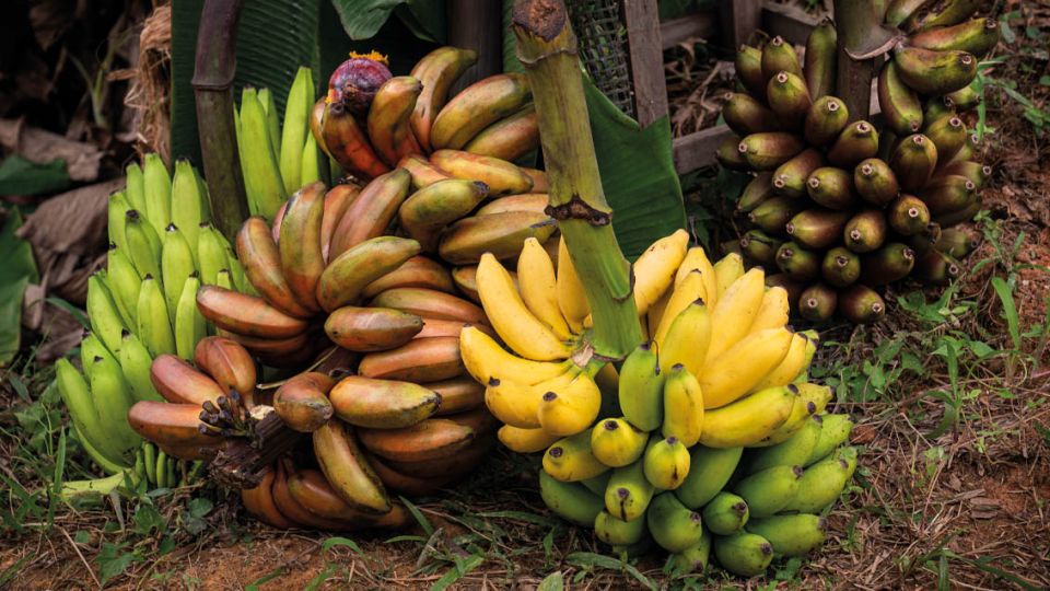 Neobvyklé druhy banánů